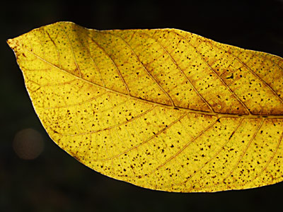 Copyright by Arno Sammer - www.mediadesignbase.com